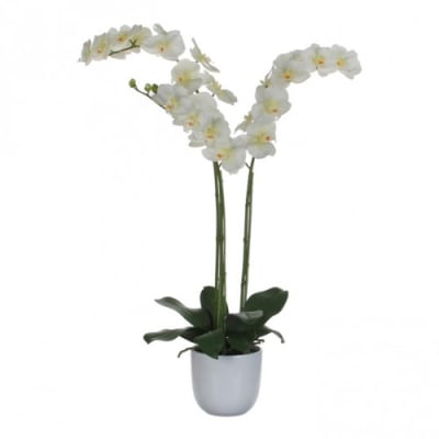 Künstliche Nachtfalter-Orchidee