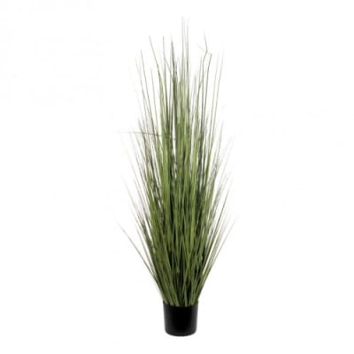Ziergras Ziergras