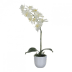 Künstliche Nachtfalter-Orchidee