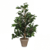 Kunstbaum Ficus Exotica Kunstbaum Ficus Exotica