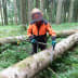 Forstarbeiter misst Baumstamm mit NESTLE Messkluppe Specht im Wald
